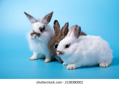 2,458 Three brown rabbit Images, Stock Photos & Vectors | Shutterstock