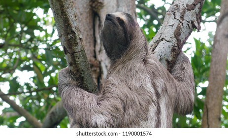 Close Up Of A Three Toed Sloth Climbing A Tree In The Rain Forest Of Panama