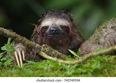 Close Up Of A Three Toed Sloth In The Rain Forest Of Panama