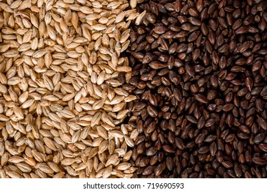 Close Up Three Two Malt Grains, Top View