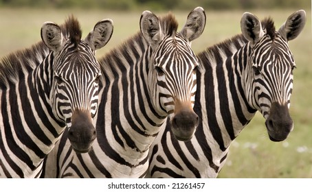 Close up of three zebras in Masai Mara Kenya
