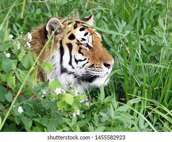 Close up of a Tiger