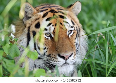 Close up of a Tiger