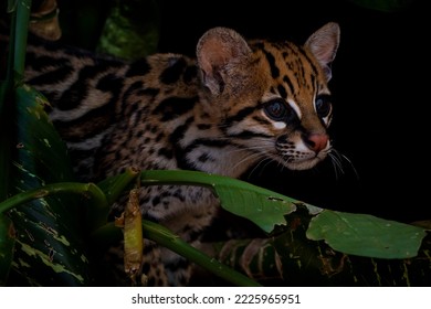 Close up of a Tiger cat or Oncilla cub (Leopardus tigrinus) portrait. 
					
					Feline images. Wildlife photography. Fauna.