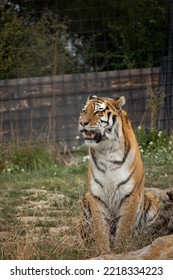 Close Up Tiger In Its Enclosure