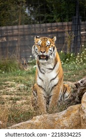 Close Up Tiger In Its Enclosure