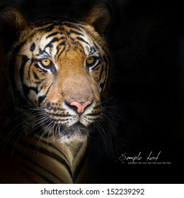 Close up Tiger face, isolated on black background. - Shutterstock ID 152239292