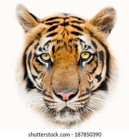 Close Up Tiger Face, Isolated On White Background.
