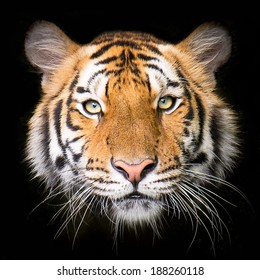 Close Up Tiger Face, Isolated On Black Background.