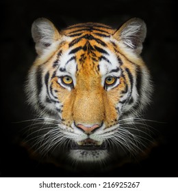 Close Up Tiger Face, Isolated On Black Background.