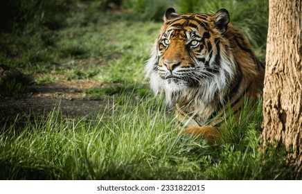 Close up of a Tiger in grass