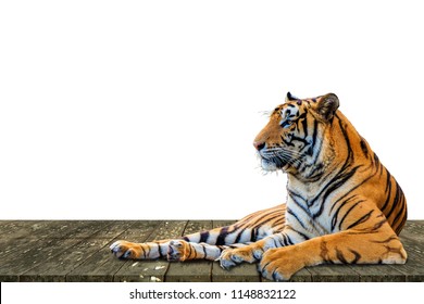 Close up tiger isolated on white background
