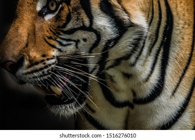 Close Up Tiger, Panthera Tigris