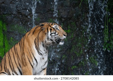 Close up tiger sitdown in front of the waterfall 