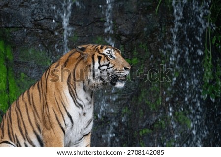 Close up tiger sitdown in front of the waterfall 