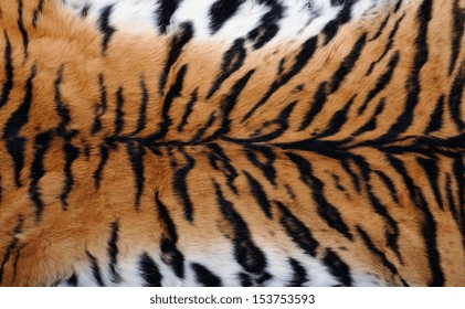 Close Up Tiger Skin Texture