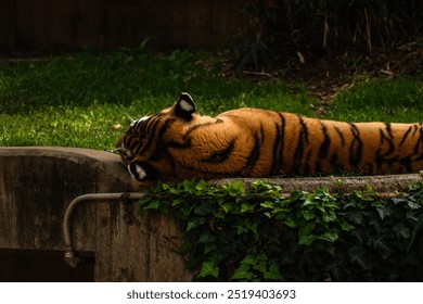 Close up of a tiger sleeping in a zoo  - Powered by Shutterstock