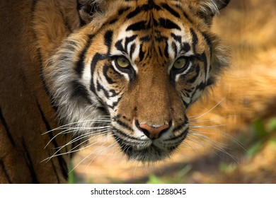 Close up of tiger's face