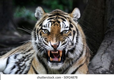 close up of a tiger's face with bare teeth