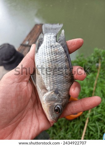 Close up of tilapia fish caught in hand