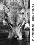 Close up of a timberwolf