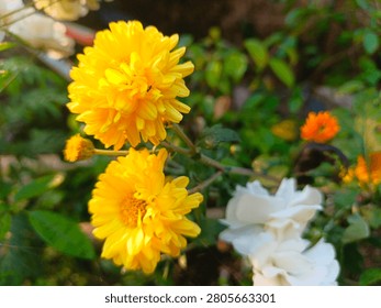 Close up of a tiny ant on vibrant yellow chrysanthemum flowers blooming in a tropical backyard garden, beautiful yellow mums blossoms with blurred white roses in the background, Indonesia
