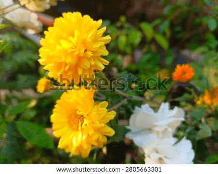 Close up of a tiny ant on vibrant yellow chrysanthemum flowers blooming in a tropical backyard garden, beautiful yellow mums blossoms with blurred white roses in the background, Indonesia
