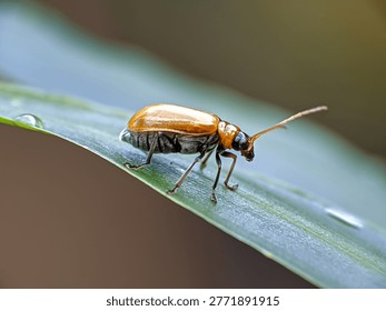 close up a tiny beetle 