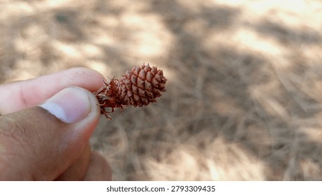 Close Up Of A Tiny Brown Pine Cone Held In Hand
