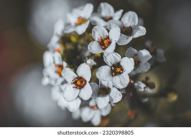 Close up of tiny flowers