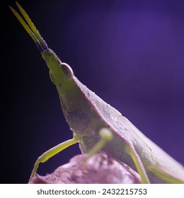 close up of tiny grasshopper