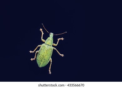 Close Tiny Green Insect Stock Photo 433566670 | Shutterstock