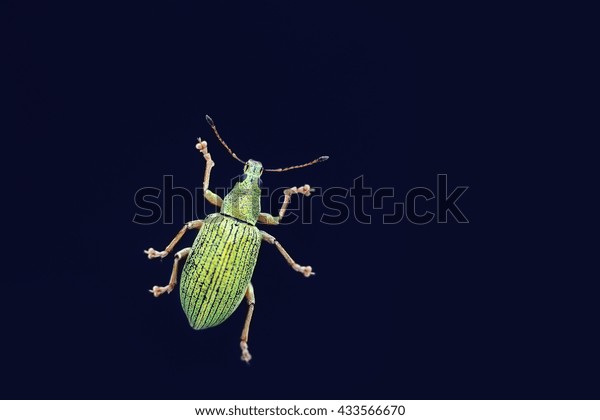 Close Tiny Green Insect Stock Photo 433566670 | Shutterstock