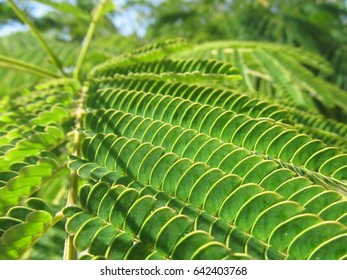 close up tiny green leaves