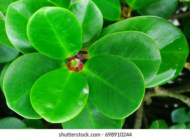 close up tiny green leaves 