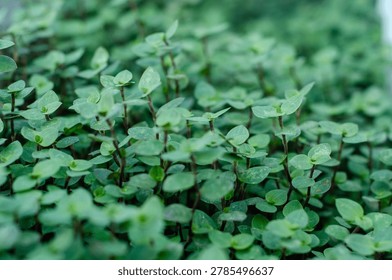 Close Up of Tiny Green Leaves with Selective Focus