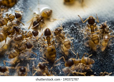 Close up of tiny household thief ants feeding on sweet