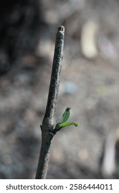 Close Up of Tiny Leaf Sprout on Twig