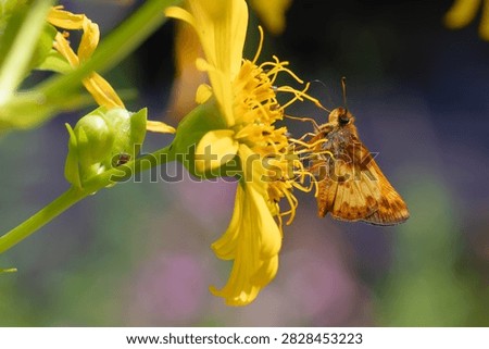 A close up of a tiny orange Zabulon skipper butterfly (Lon zabulon) feeding on a bright yellow wildflower in a meadow on a sunny summer day