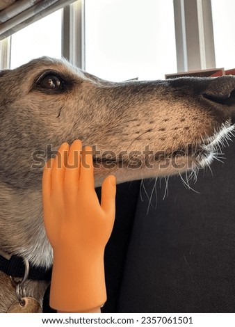 Close up of a tiny rubber finger puppet hand stroking pet dog