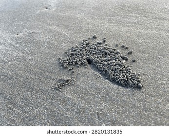 Close up of tiny sand balls made by sand bubbler crab on wet beach shore. Natural coastal wildlife, beach ecosystem texture and marine life background.