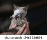 close up of a tiny siamese kitten held in hands