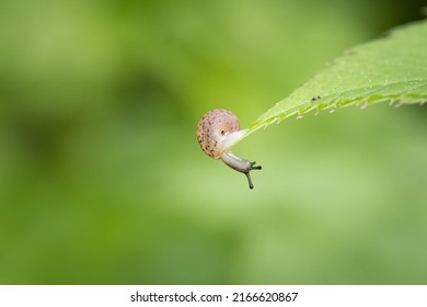 Close up of tiny snail sitting on a green leaf and looks downwards, fresh green nature background