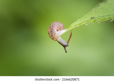 Close up of tiny snail sitting on a green leaf and looks downwards, fresh green nature background