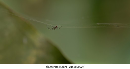 Close up of a tiny spider                               