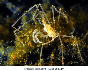 Close Tiny Spider Crab Stock Photo 1755168119 | Shutterstock