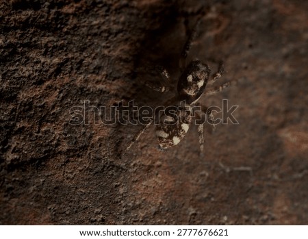 close up of a tiny spider known as a Zebra Jumping Spider