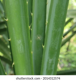 Close up of a tiny spider sitting in the center of its web, this spider web made joining silk through Pandanus tree's leaves