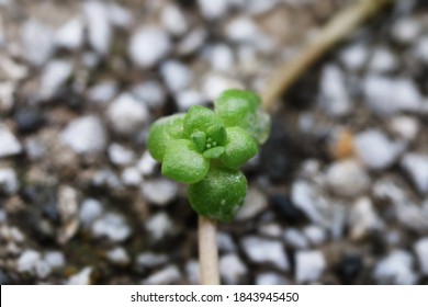 A close up of tiny succulent plant leaves in a garden.