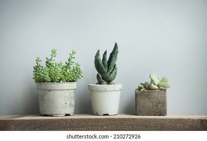 Close up of tiny succulents in DIY concrete pots in scandinavian style home - Powered by Shutterstock